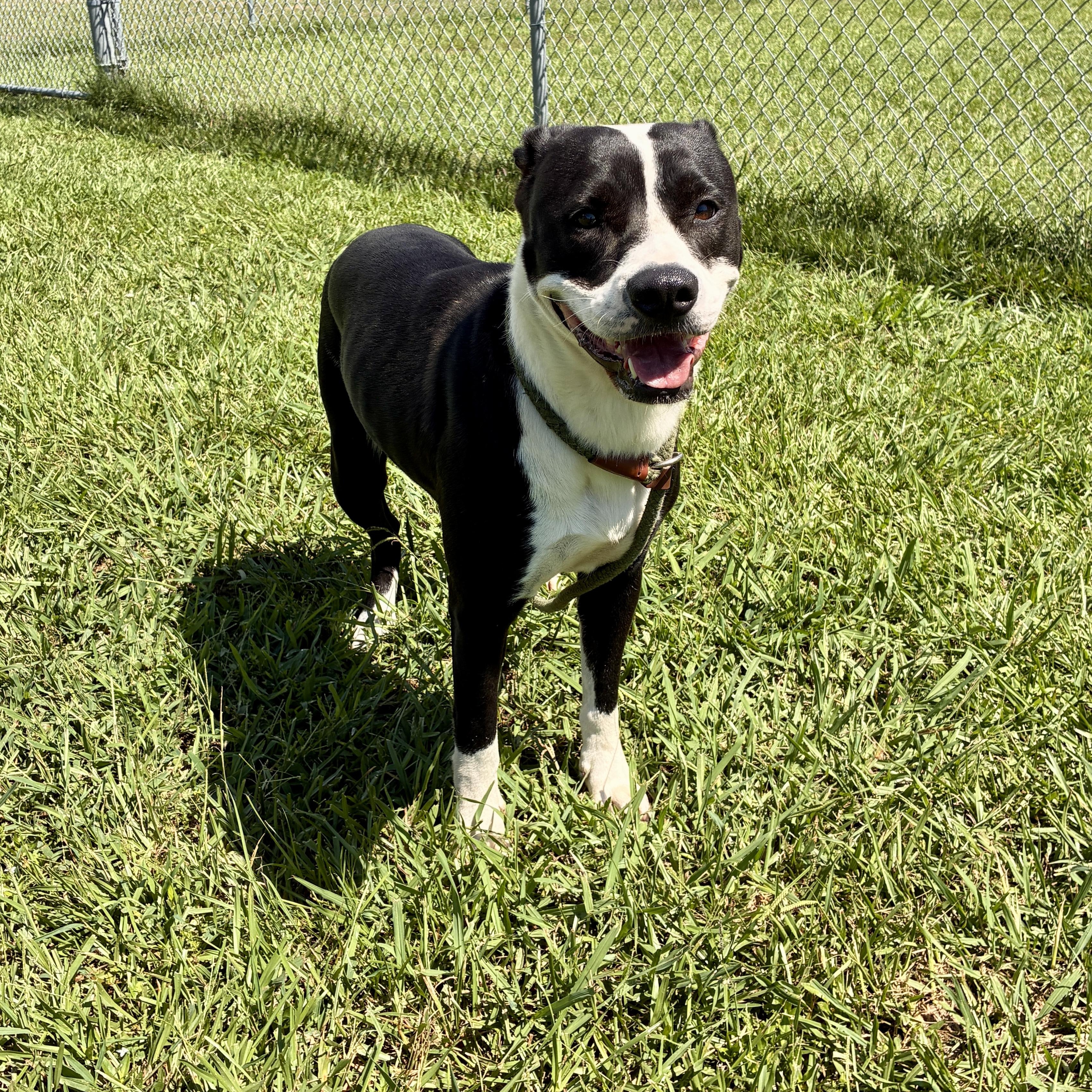 Enlarge Lucy, a Adopted Mixed Breed in Myrtle Beach, SC image 1/3