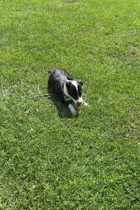 Enlarge Lucy, a Adopted Mixed Breed in Myrtle Beach, SC video 3/3