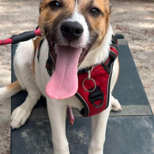Enlarge Eevee, a Adoptable mixed breed in Washington DC, DC image 2/3