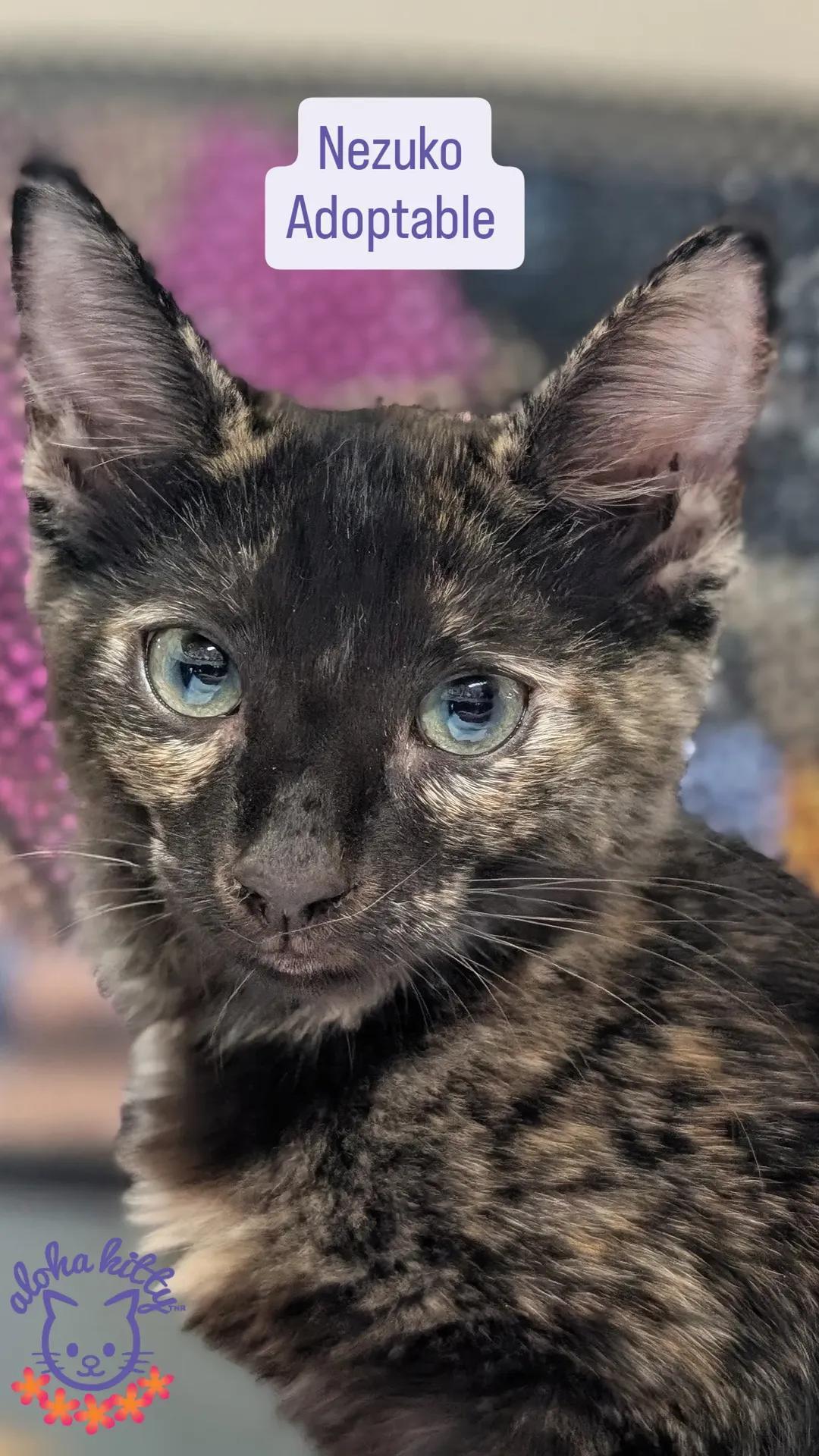 Nezuko, Adoptable, Kitten Female Domestic Long Hair.