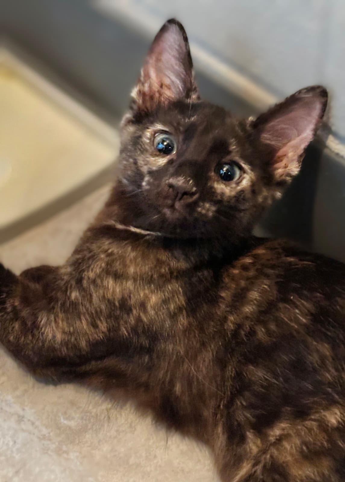 Enlarge Nezuko, a Adoptable Domestic Long Hair in Honolulu, HI image 2/2