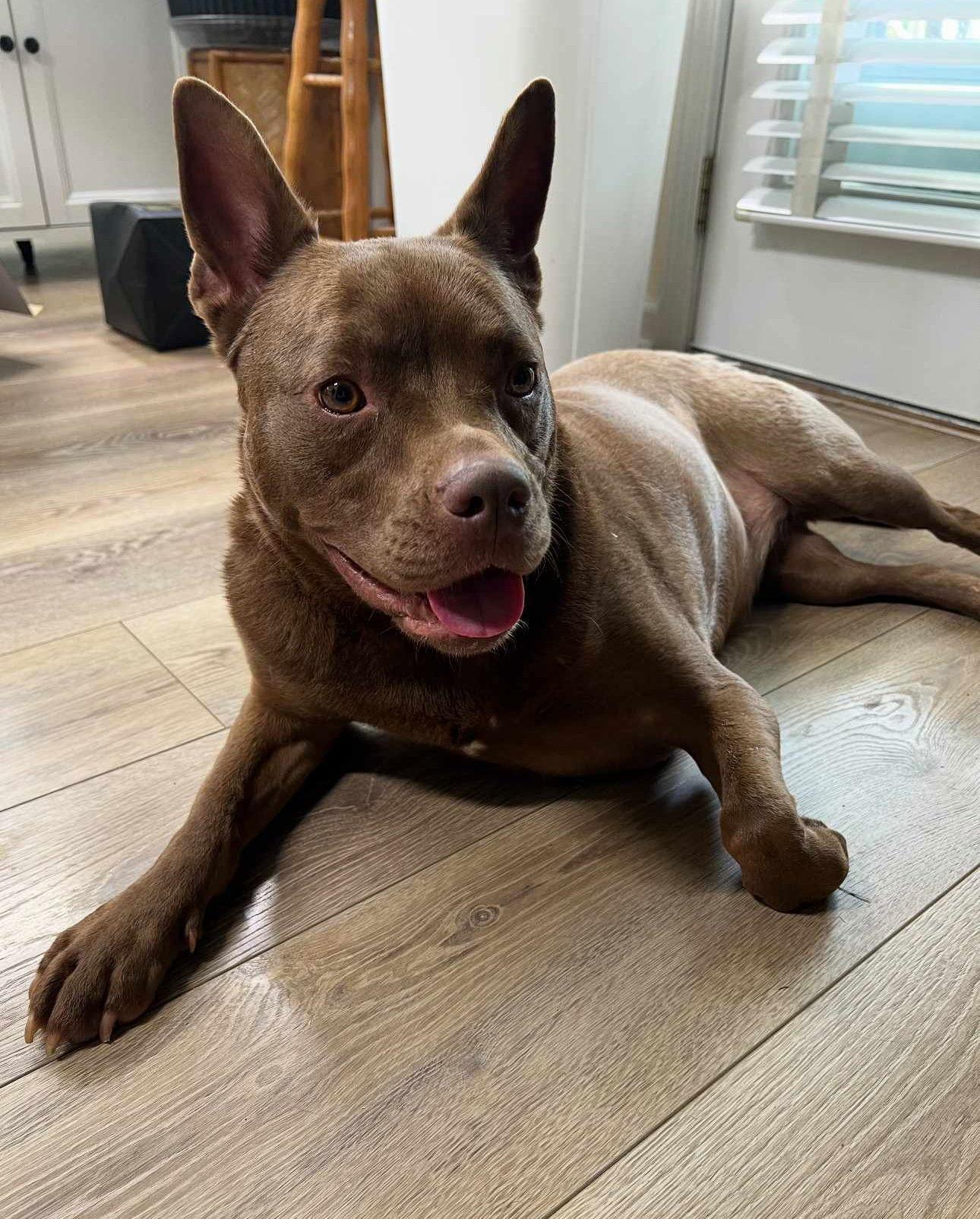 Reese Gin, Adoptable, Adult Female Labrador Retriever & Terrier.