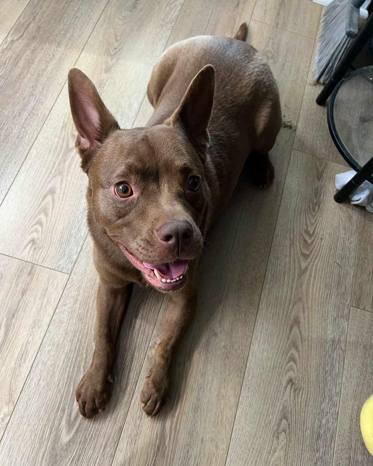 Reese Gin, a Adoptable mixed breed in St. Louis, MO image 2/3