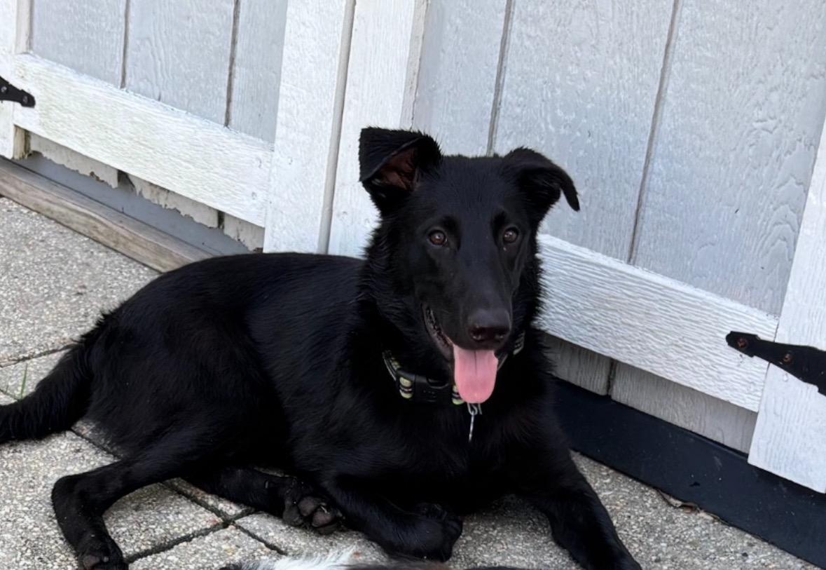 Ace, ADOPTABLE, Young Male Collie & Black Labrador Retriever.