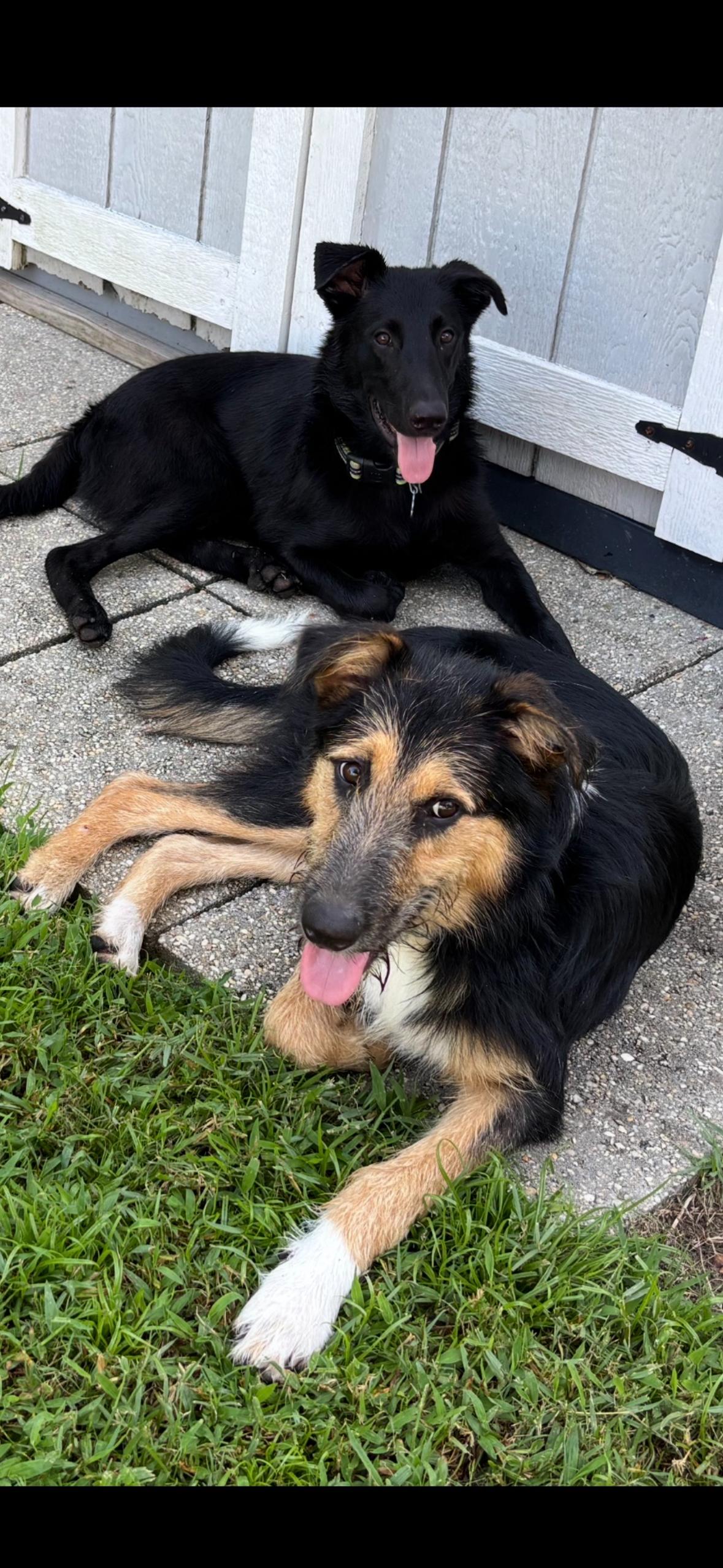 Ace, a ADOPTABLE mixed breed in New Orleans, LA image 4/4
