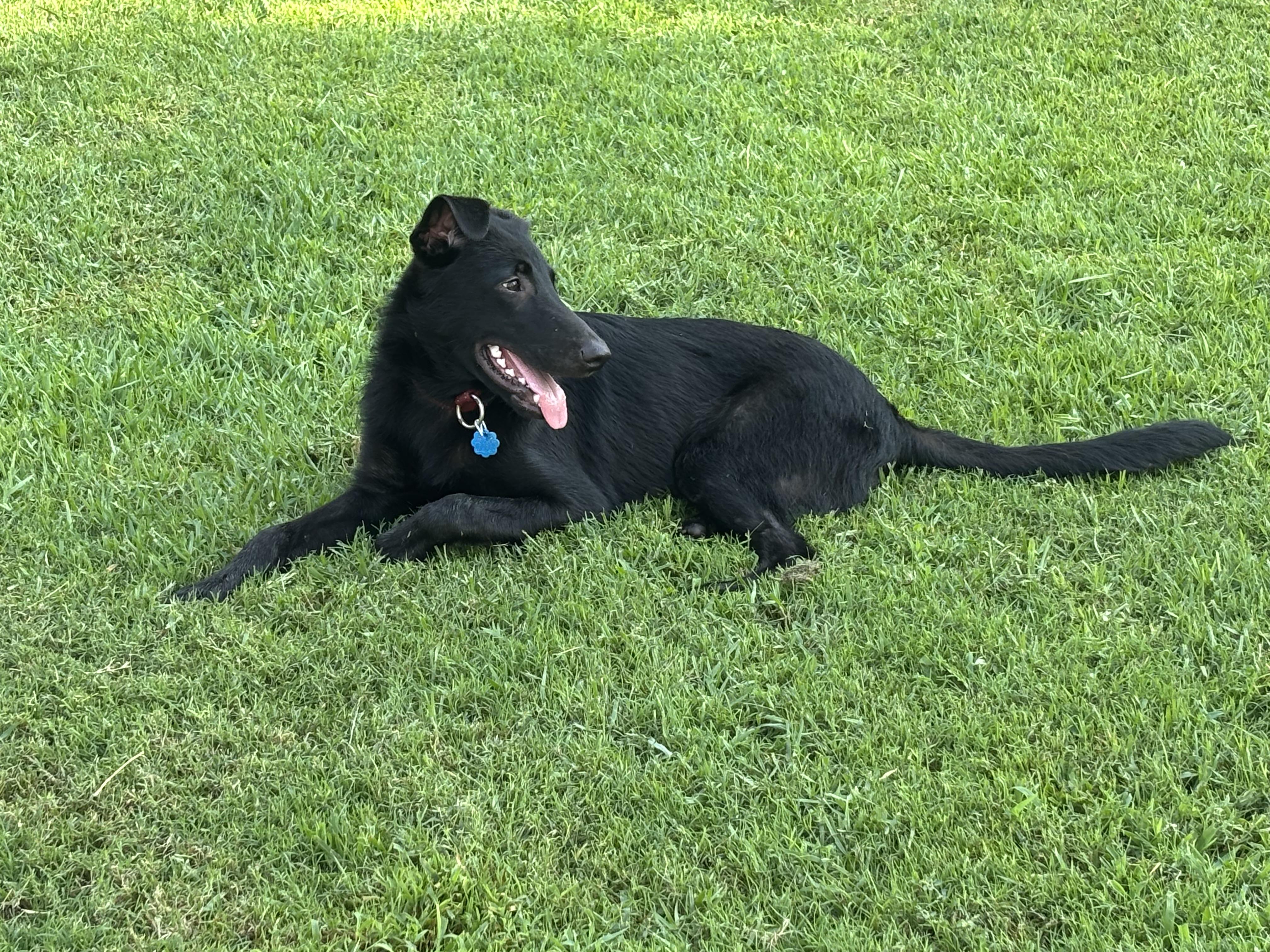Ace, a ADOPTABLE mixed breed in New Orleans, LA image 3/4