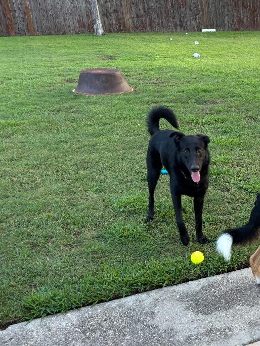 Enlarge Ace, a ADOPTABLE mixed breed in New Orleans, LA image 6/6