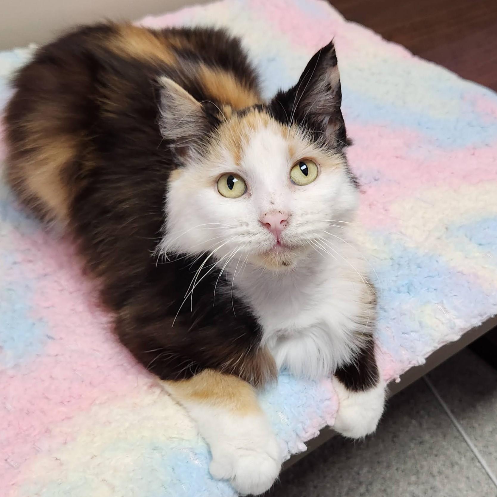 Pom Pom, an adopted Calico in Marshfield, WI image 3/6