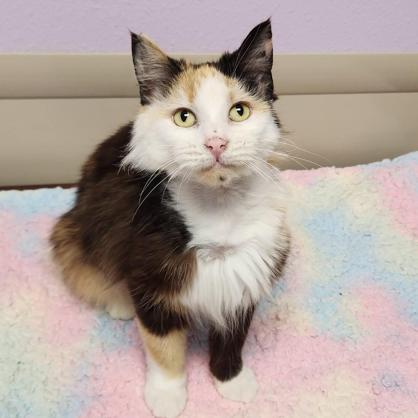 Pom Pom, an adopted Calico in Marshfield, WI image 2/6