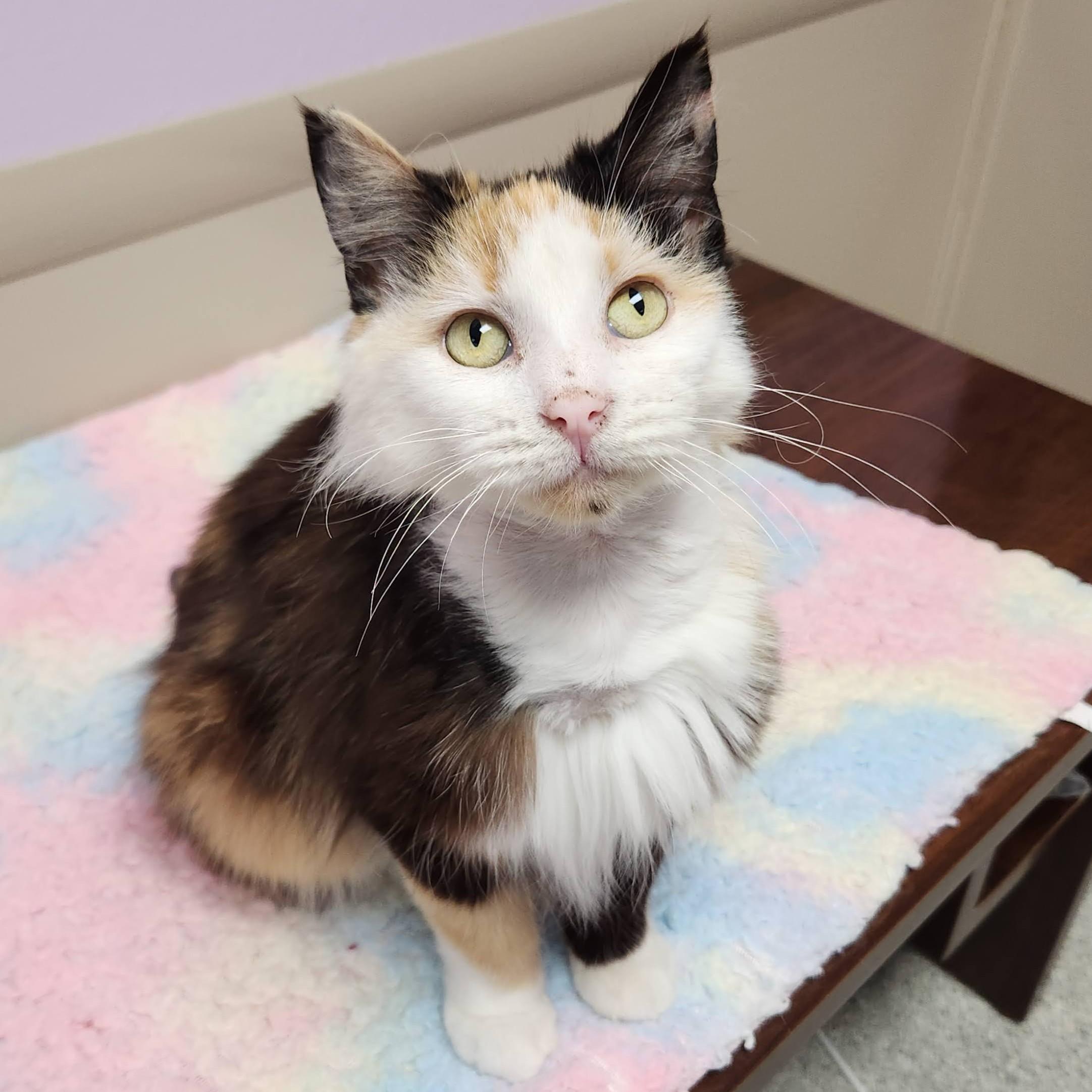 Pom Pom, an adopted Calico in Marshfield, WI image 5/6