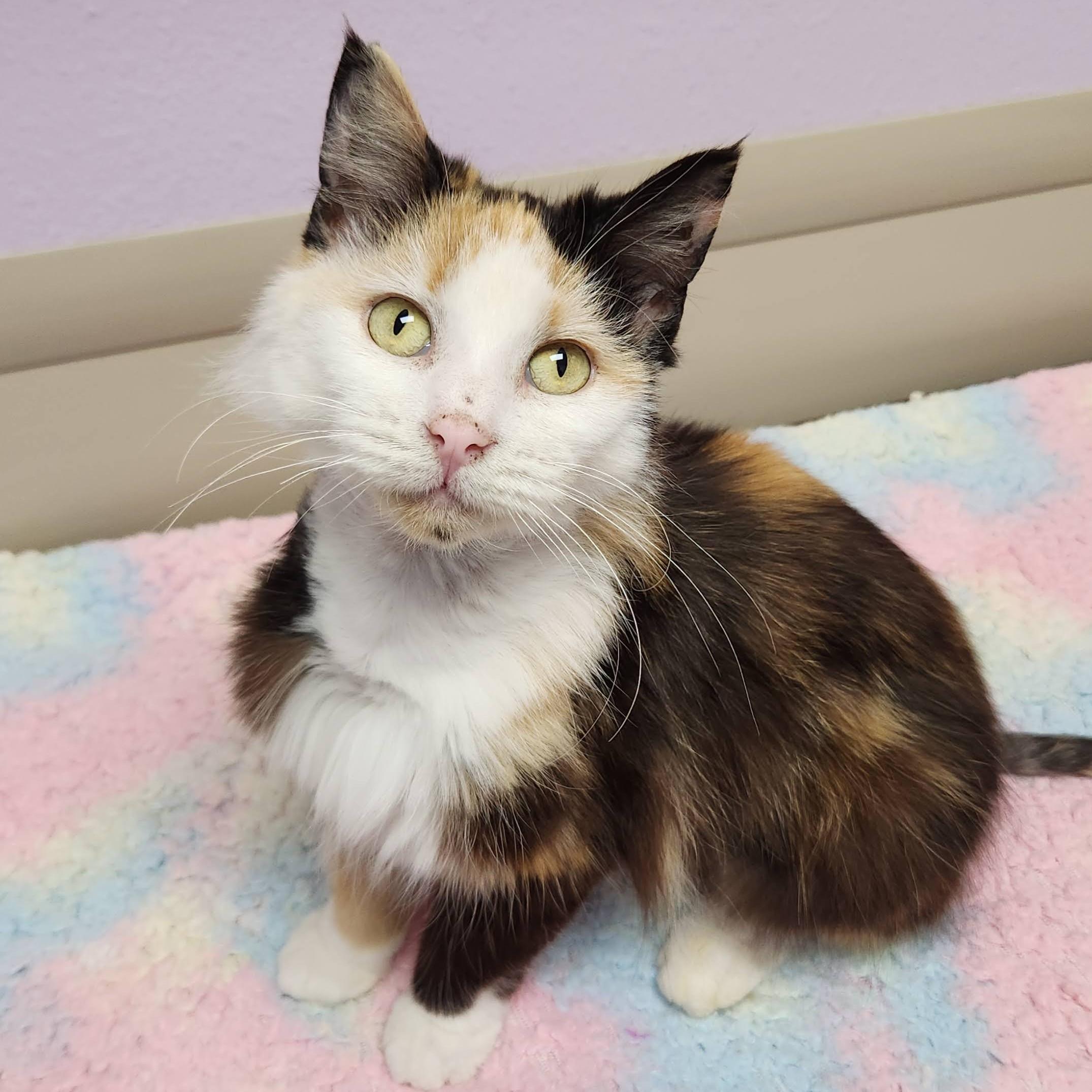 Pom Pom, adopted, Adult Female Calico.