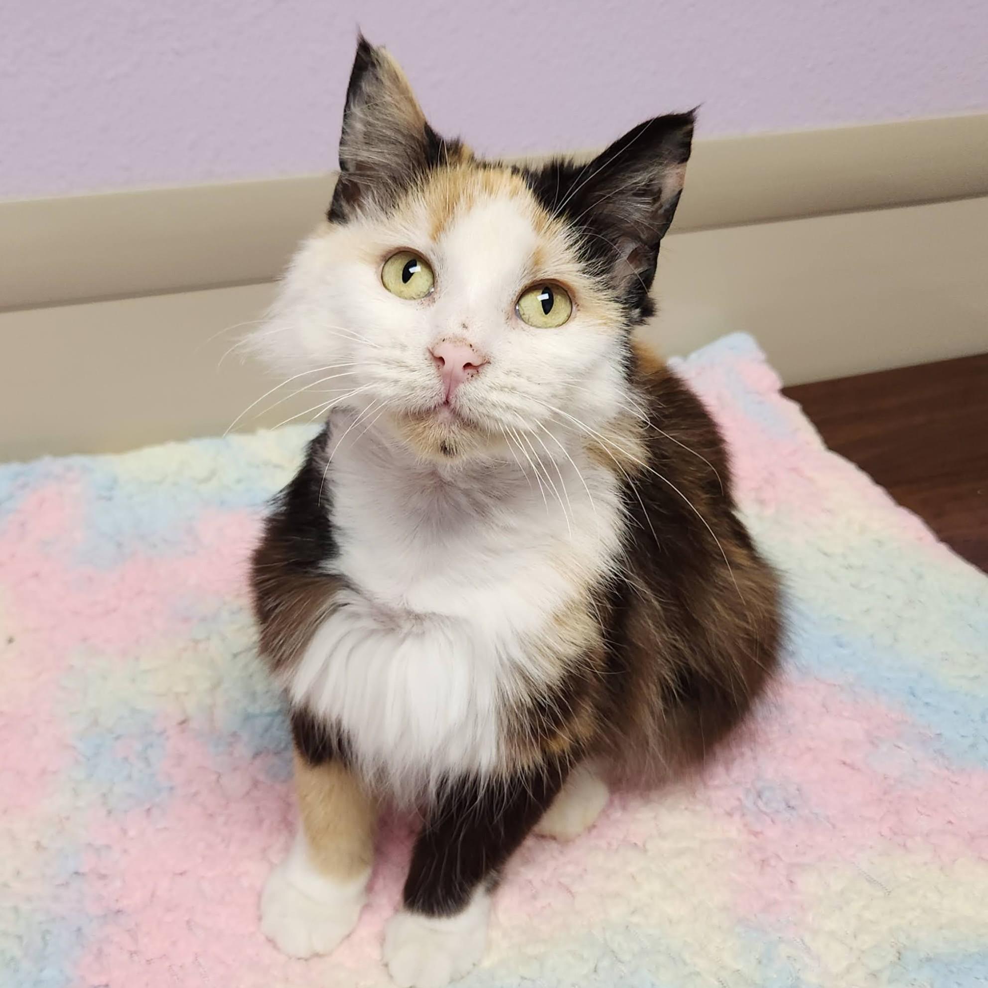 Pom Pom, an adopted Calico in Marshfield, WI image 4/6