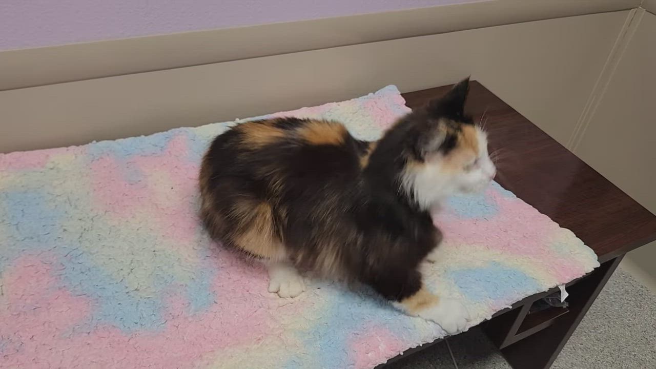 Enlarge Pom Pom, an adopted Calico in Marshfield, WI video 6/6