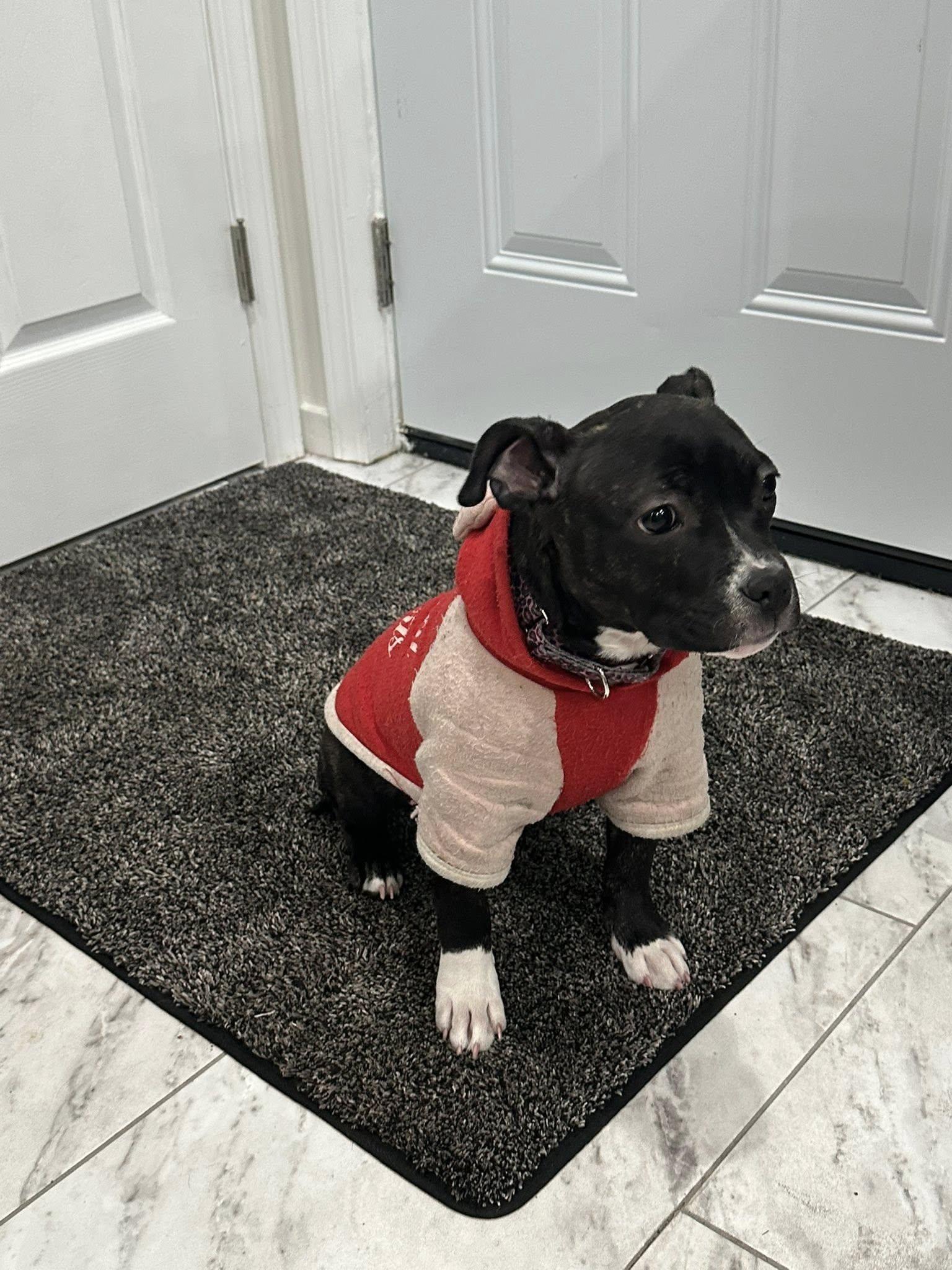 Enlarge Judy Hopps, a Adoptable Pit Bull Terrier in Catasauqua, PA image 1/2