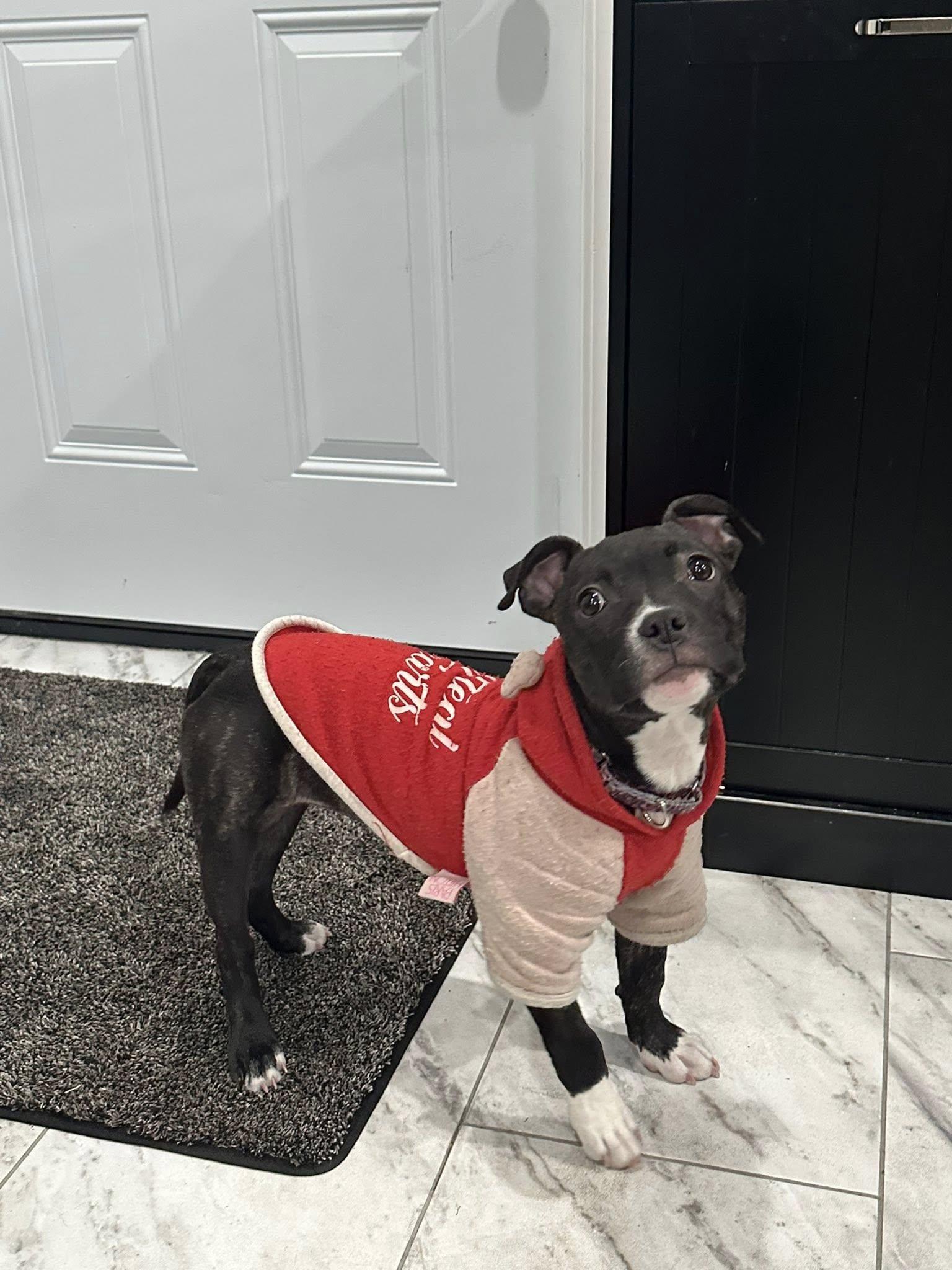 Enlarge Judy Hopps, a Adoptable Pit Bull Terrier in Catasauqua, PA image 2/2