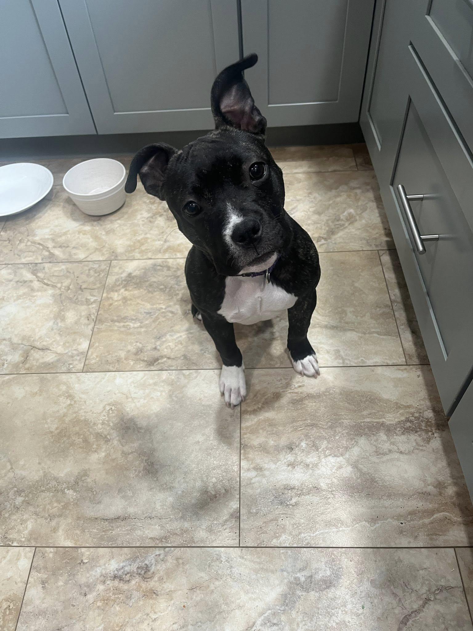 Enlarge Judy Hopps, a Adoptable Pit Bull Terrier in Catasauqua, PA image 3/3