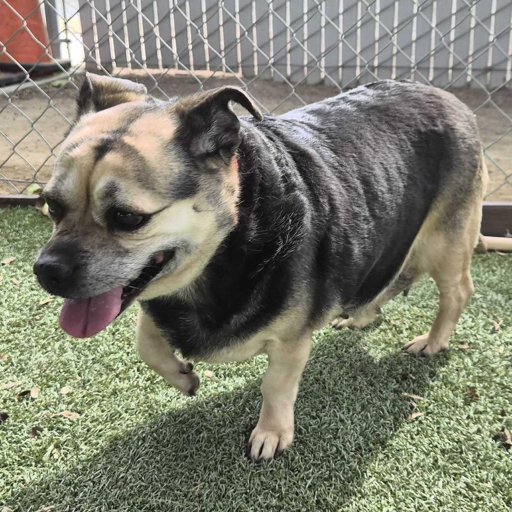 Rhonda, Adoptable, Adult Female Chihuahua & Mixed Breed.