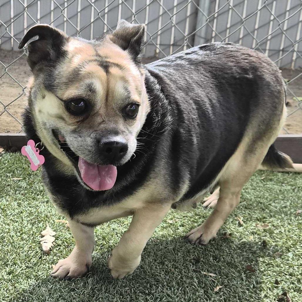 Enlarge Rhonda, a Adoptable mixed breed in Riverside, CA image 2/6