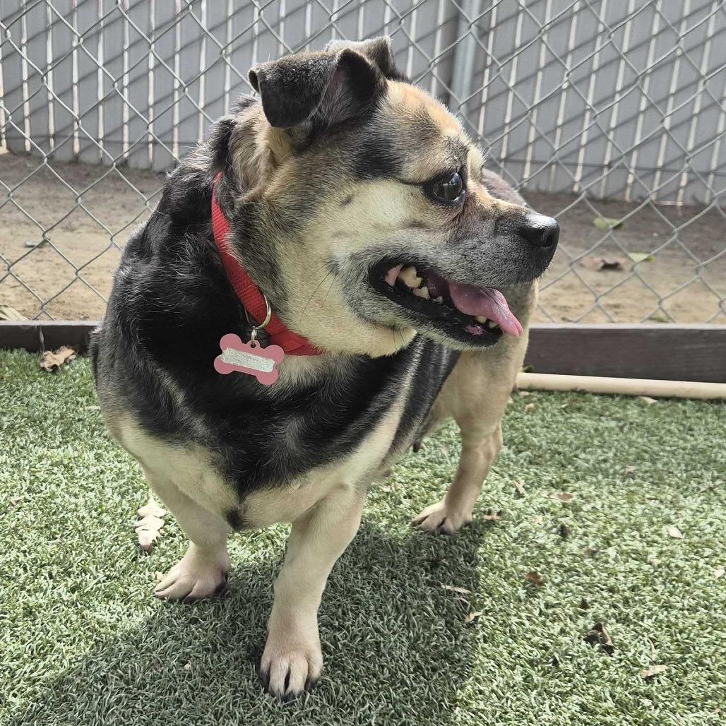 Enlarge Rhonda, a Adoptable mixed breed in Riverside, CA image 3/6