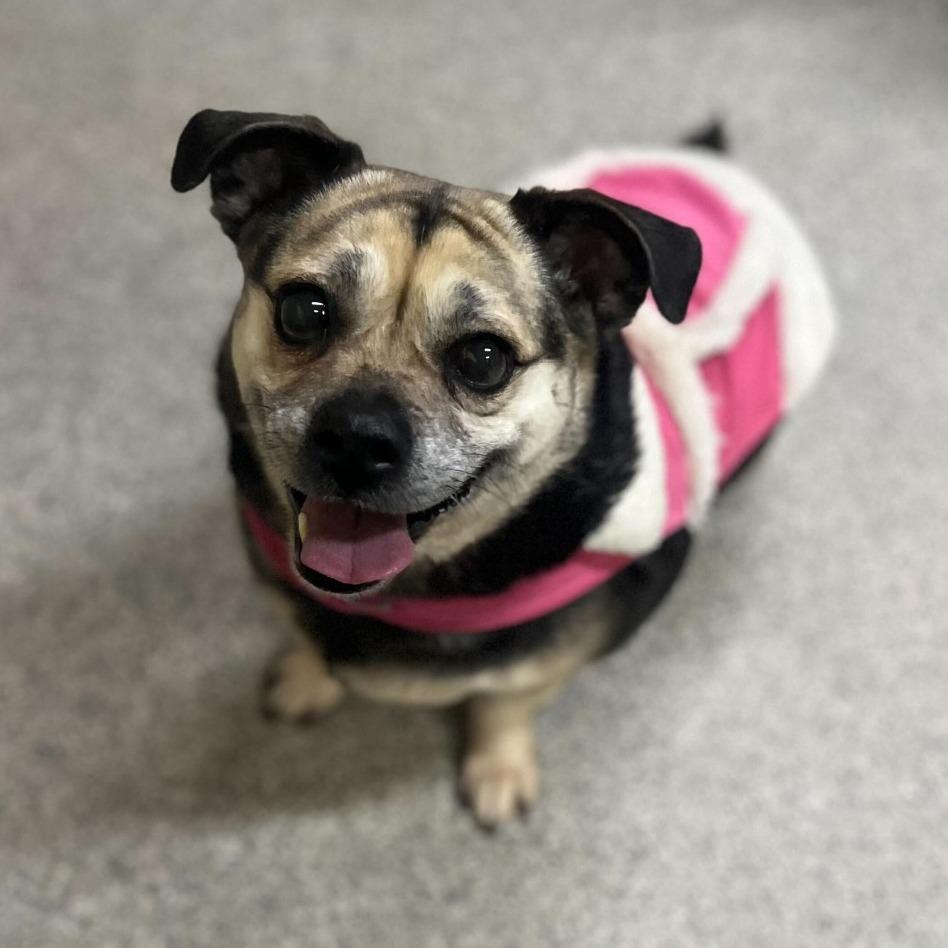 Enlarge Rhonda, a Adoptable mixed breed in Riverside, CA image 4/6