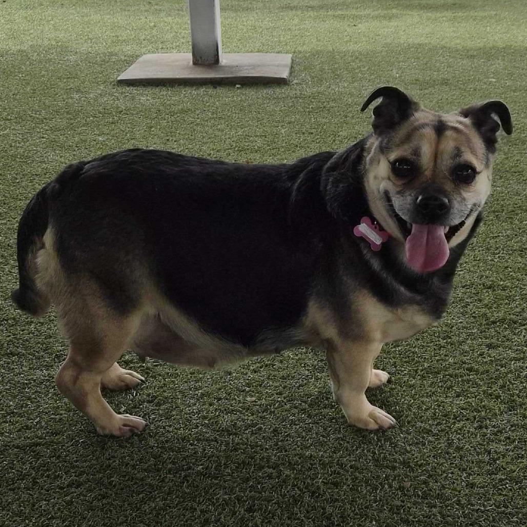 Enlarge Rhonda, a Adoptable mixed breed in Riverside, CA image 5/6