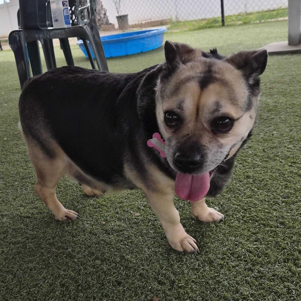 Enlarge Rhonda, a Adoptable mixed breed in Riverside, CA image 6/6