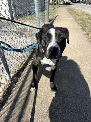 Valentino — thumbnail 2