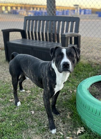 Valentino — thumbnail 3