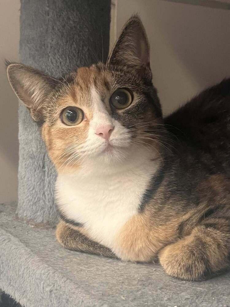 Enlarge Charlotte, a Adoptable Domestic Short Hair in Acworth, GA image 1/1