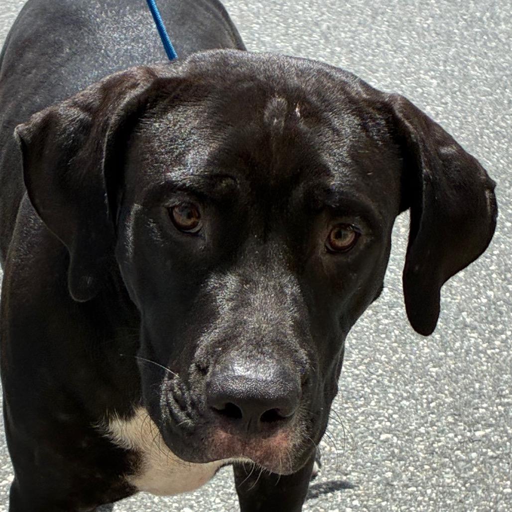 Enlarge King, a Adoptable mixed breed in Bronson, FL image 1/2