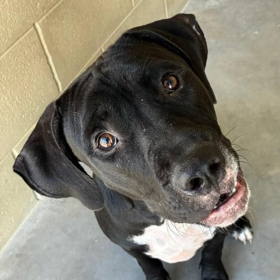 Enlarge King, a Adoptable mixed breed in Bronson, FL image 2/2