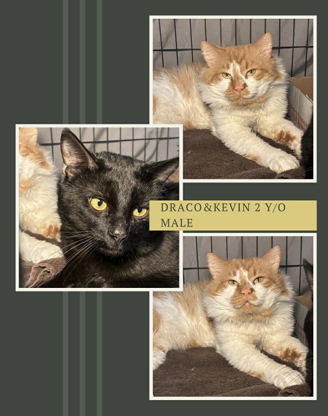 Draco & Kevin, ADOPTABLE, Adult Male Domestic Long Hair.