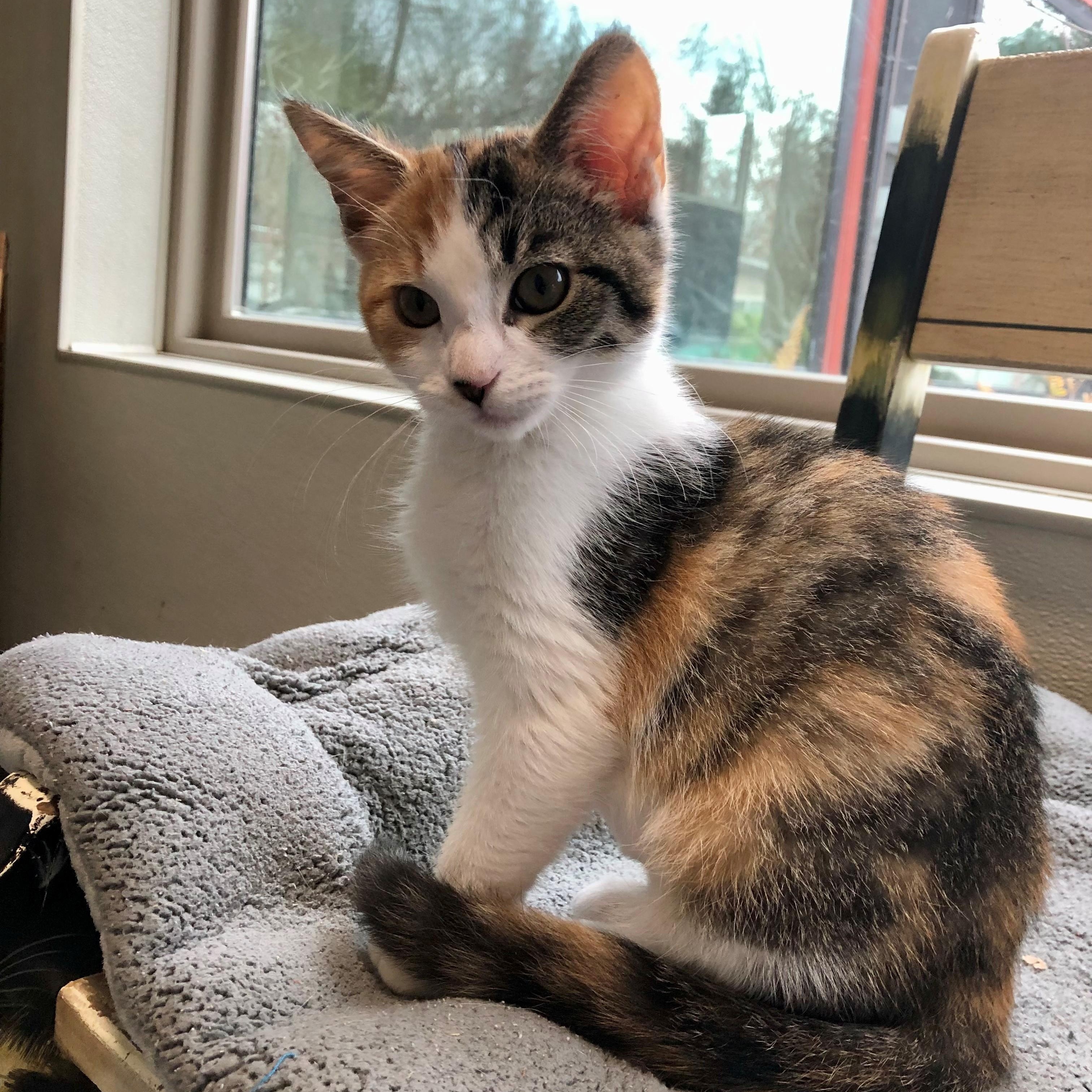 Nancy, adopted, Kitten Female Domestic Short Hair.