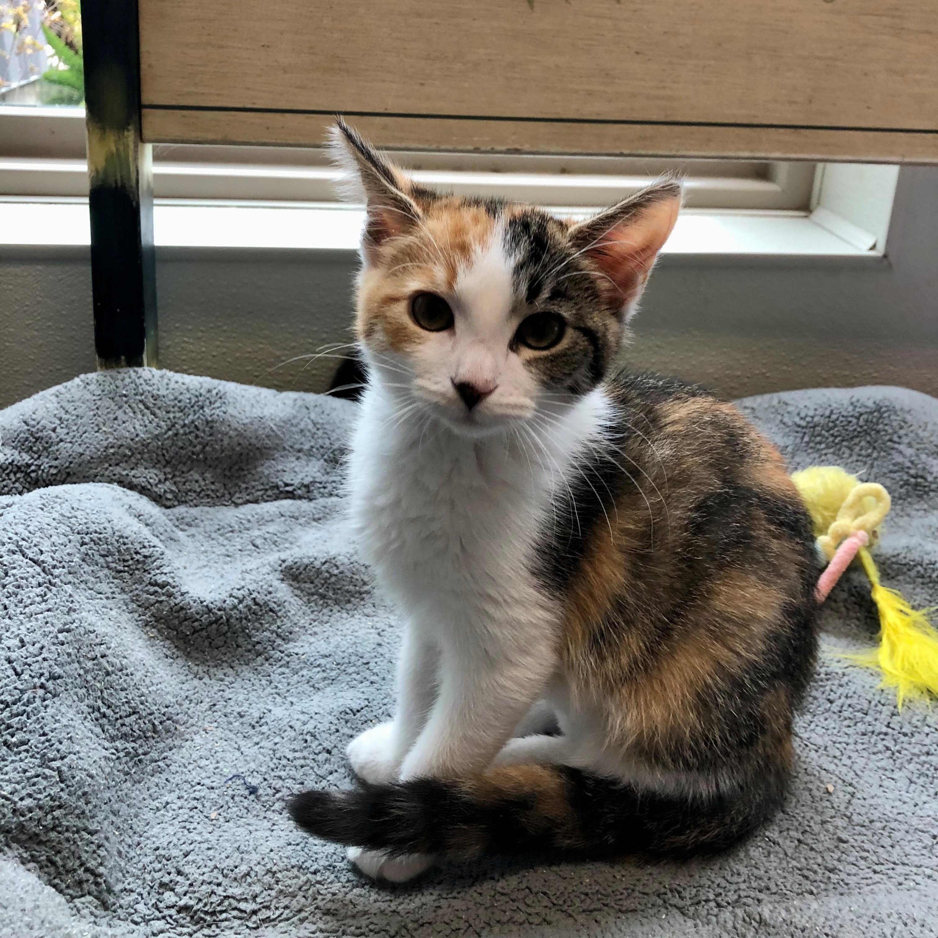 Enlarge Nancy, an adopted Domestic Short Hair in Lodi, CA image 3/5