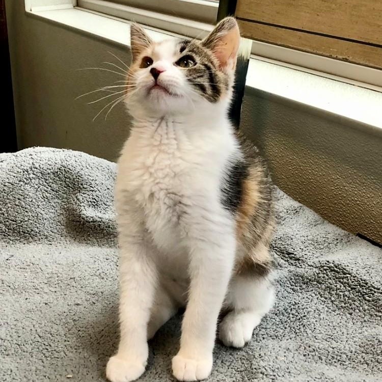 Enlarge Nancy, an adopted Domestic Short Hair in Lodi, CA image 4/5