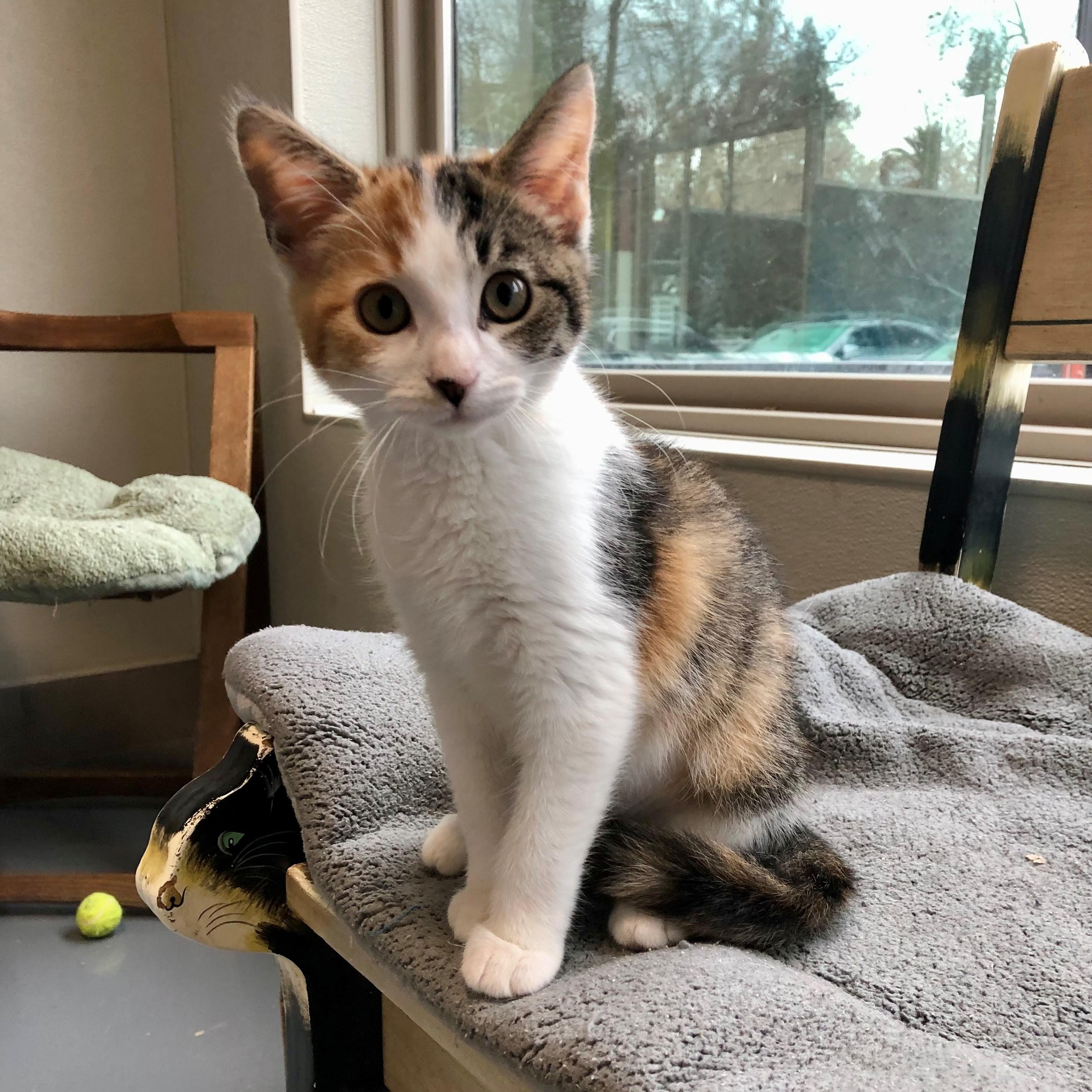 Enlarge Nancy, an adopted Domestic Short Hair in Lodi, CA image 2/5