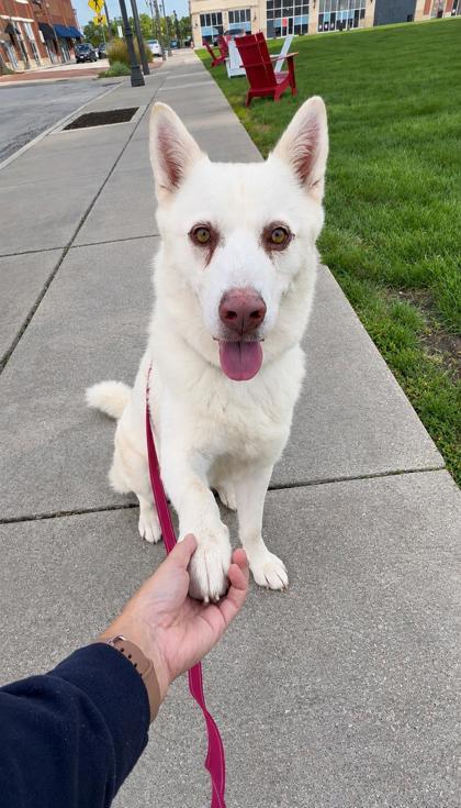 Enlarge Shiro, a Adoptable mixed breed in Kansas City, MO image 1/3