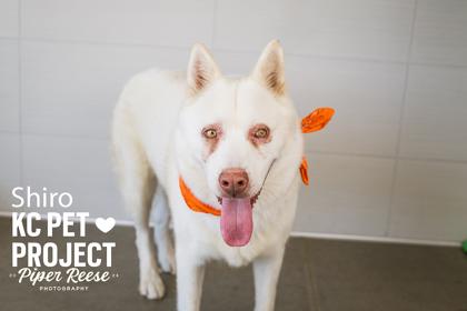 Enlarge Shiro, a Adoptable mixed breed in Kansas City, MO image 2/3