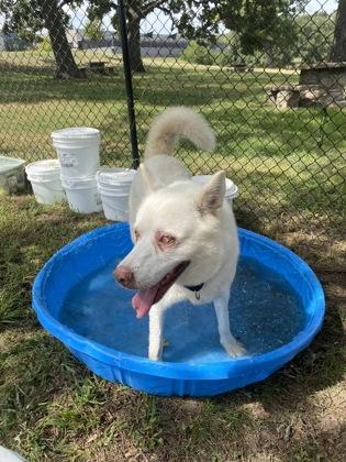 Enlarge Shiro, a Adoptable mixed breed in Kansas City, MO image 3/3