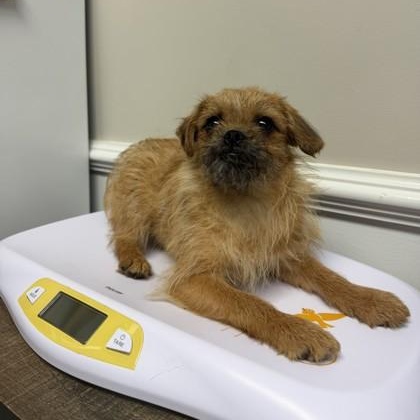 Hester, Adoptable, Adult Female Brussels Griffon & Mixed Breed.