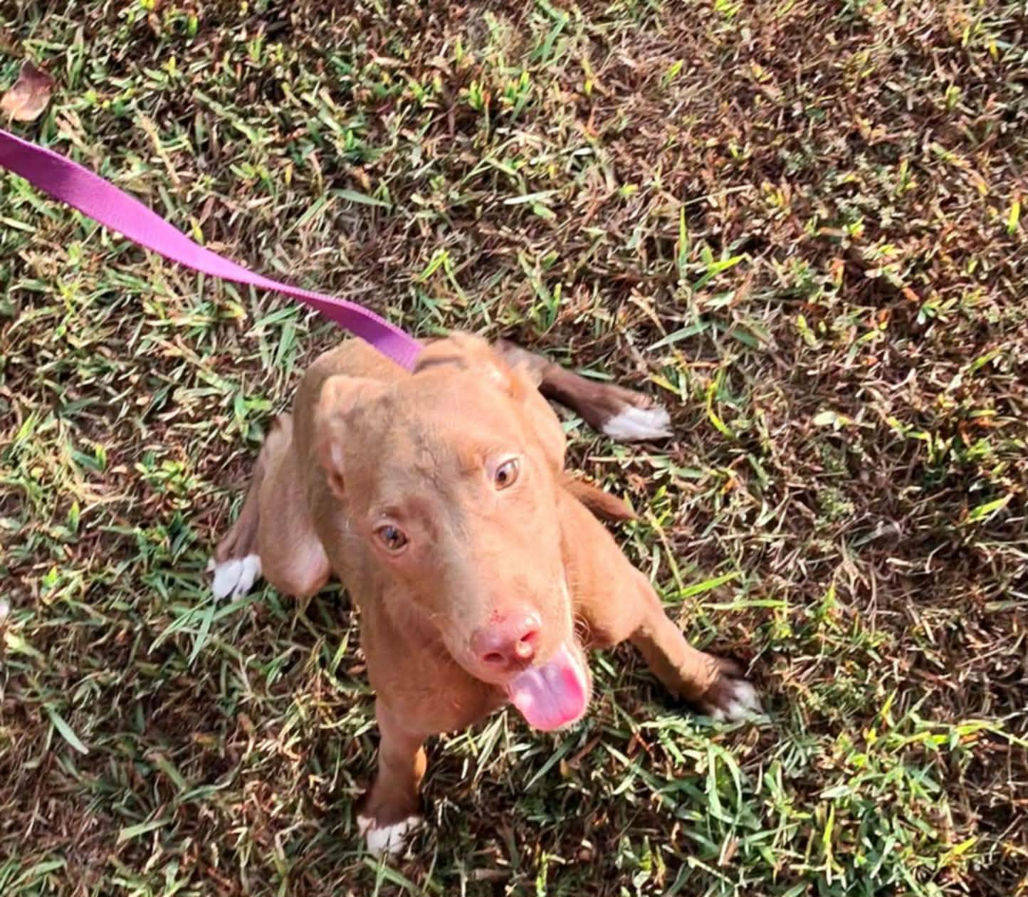 Enlarge Marley, a Adoptable mixed breed in Covington, TN image 1/5