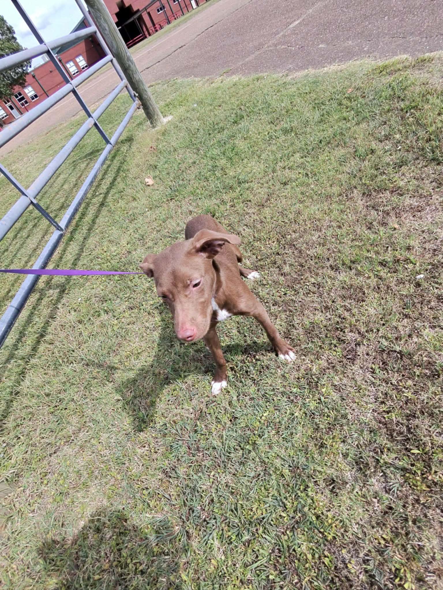 Enlarge Marley, a Adoptable mixed breed in Covington, TN image 2/5