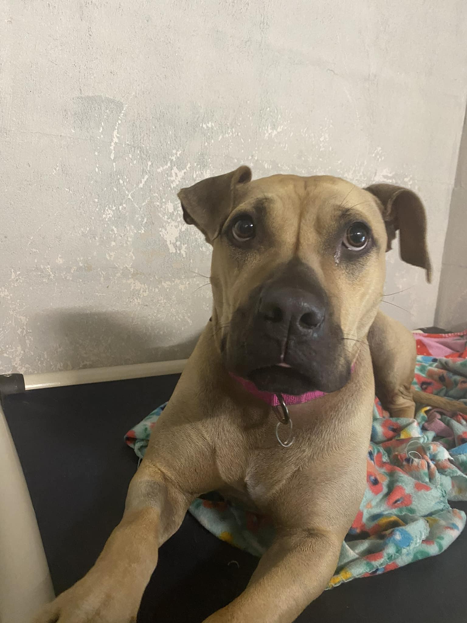 Skylar, a Adoptable mixed breed in Spring Lake, NJ image 1/6