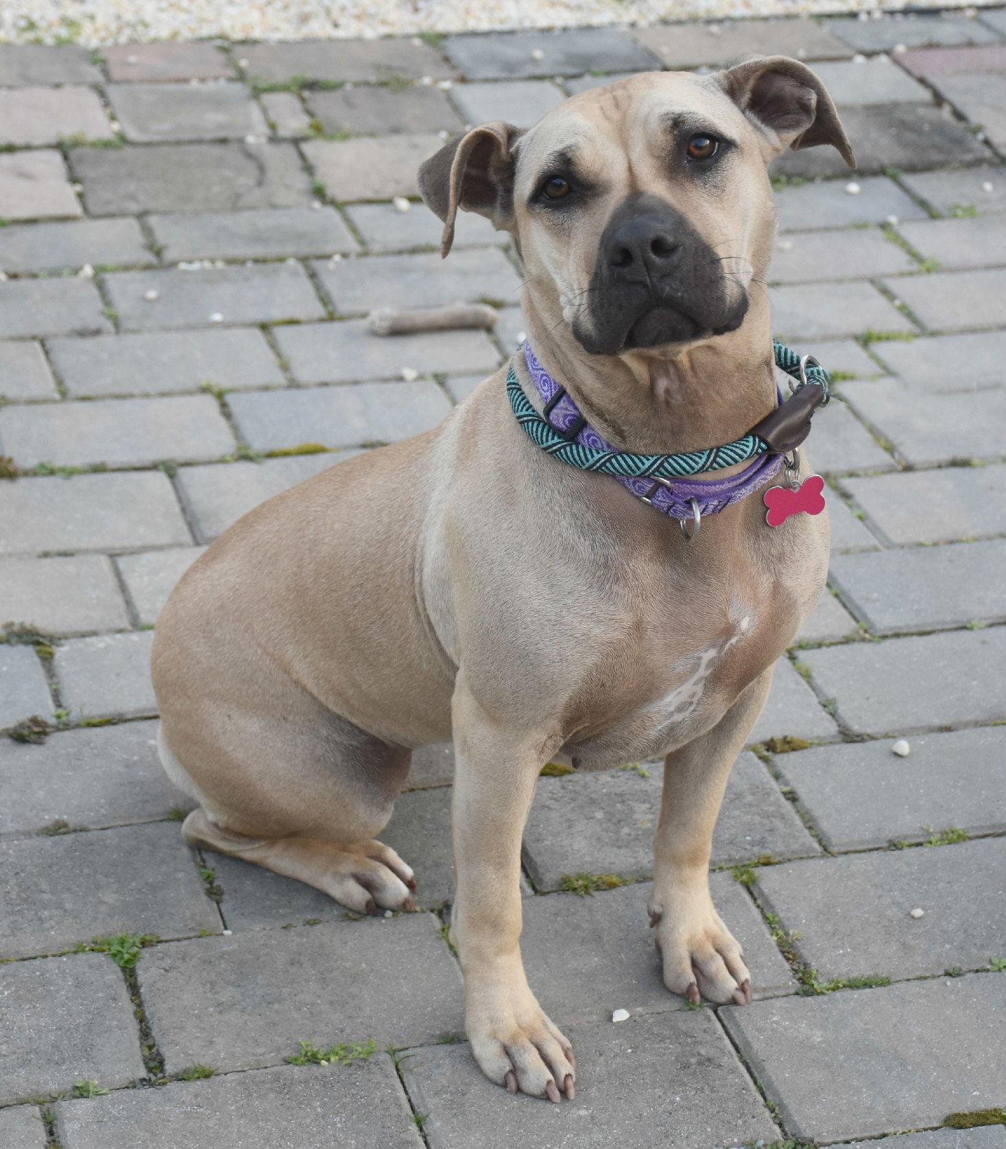 Skylar, a Adoptable mixed breed in Spring Lake, NJ image 2/6