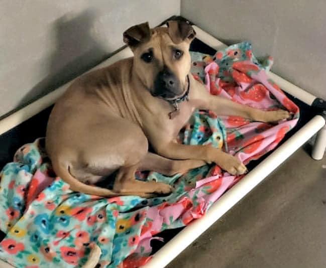 Skylar, a Adoptable mixed breed in Spring Lake, NJ image 3/6