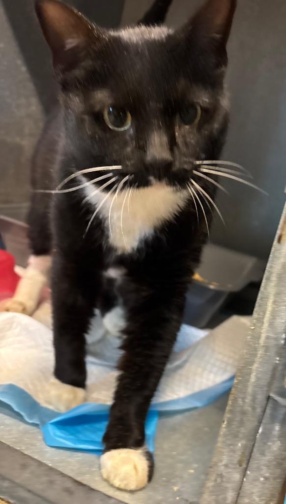 Gator, Adoptable, Young Male Domestic Short Hair.