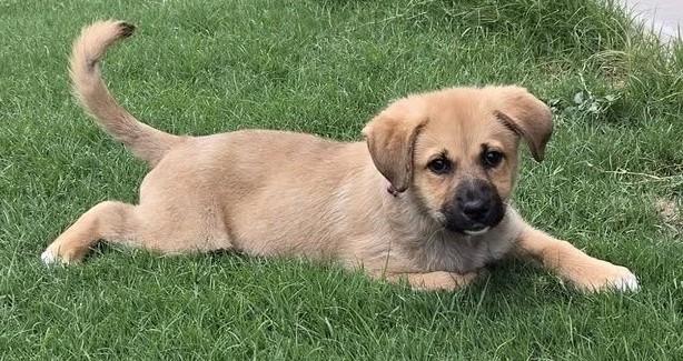 AERIAL, ADOPTABLE, Puppy Female Australian Shepherd & Labrador Retriever.