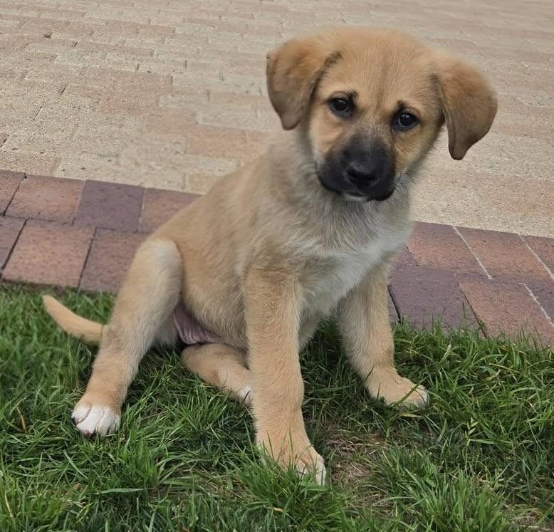 AERIAL, a ADOPTABLE mixed breed in fort worth, TX image 4/6