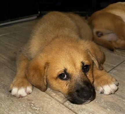 AERIAL, a ADOPTABLE mixed breed in fort worth, TX image 2/6