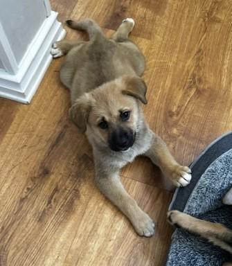 AERIAL, a ADOPTABLE mixed breed in fort worth, TX image 3/6